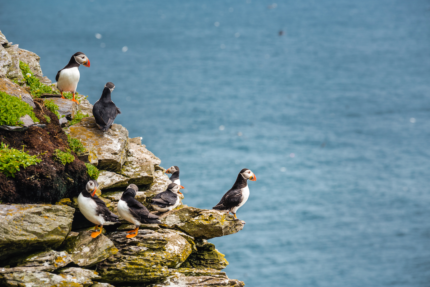 Skelligs-wildlife-Caspar-Diederik